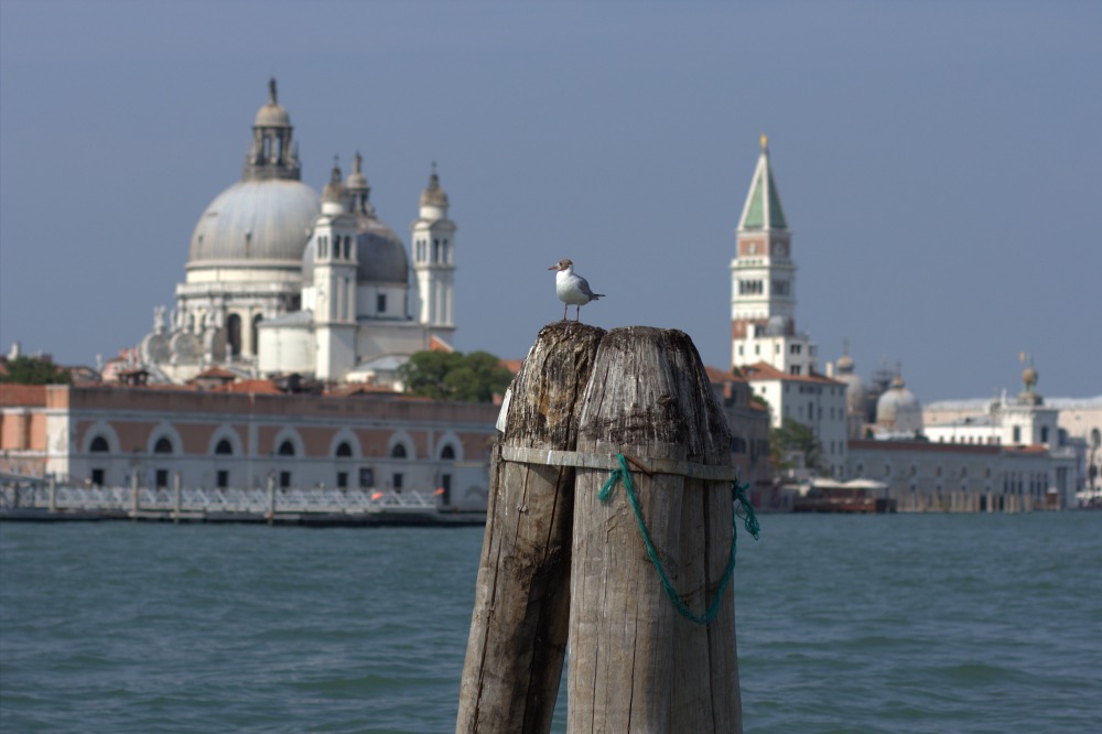 Basilica di Santa Maria della Salute e Campanile di San Marco