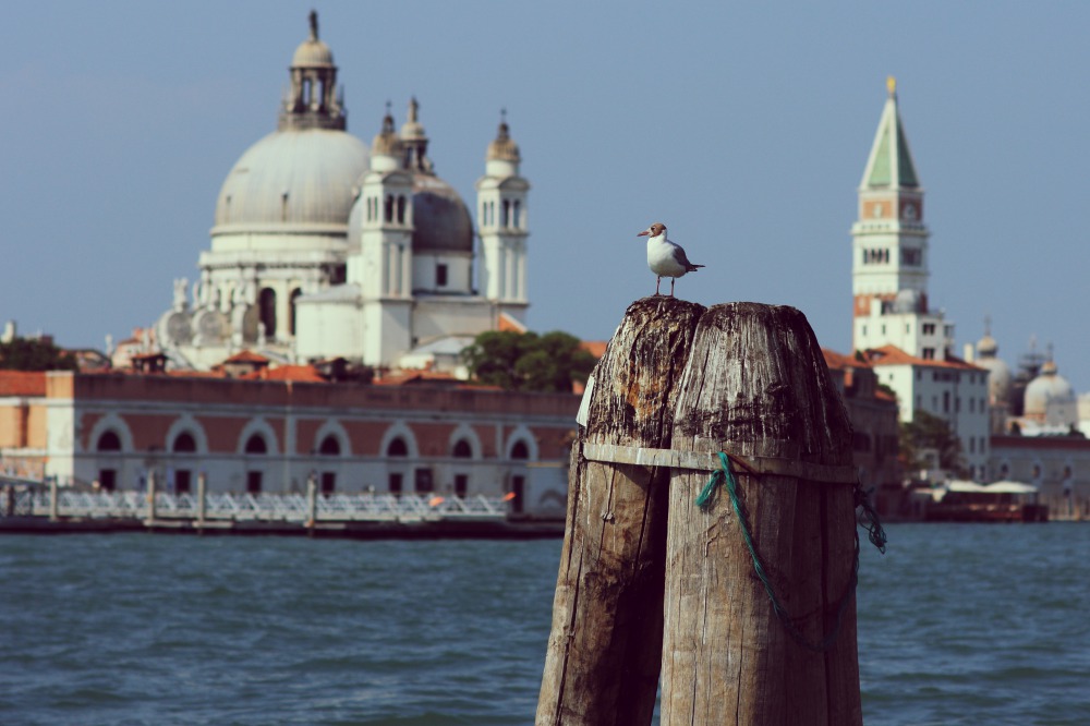 Basilica di Santa Maria della Salute e Campanile di San Marco