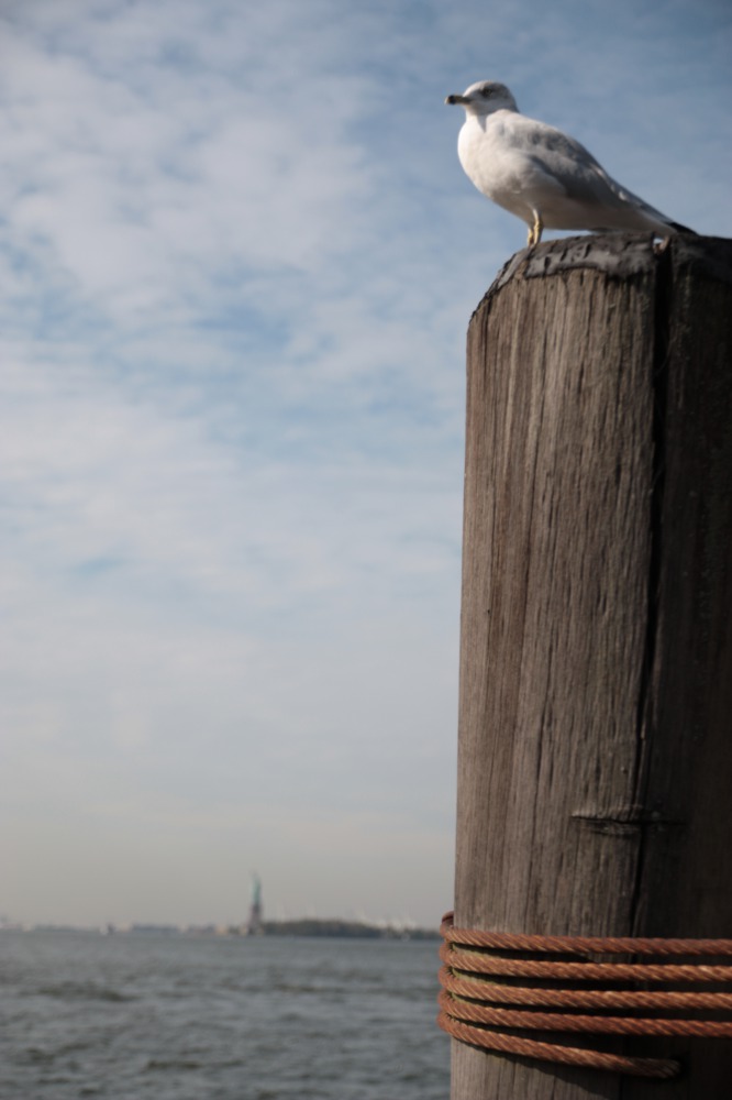 Une mouette pour des pigeons