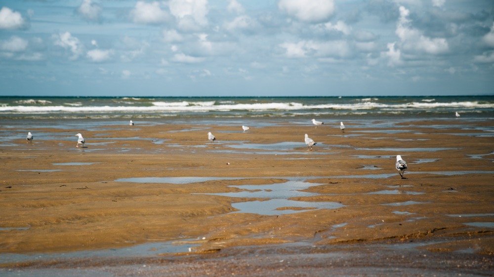 La plage appartient aux mouettes