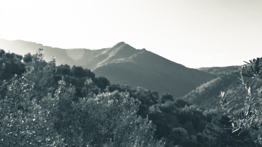 Vue dégagée entre montagnes et oliviers